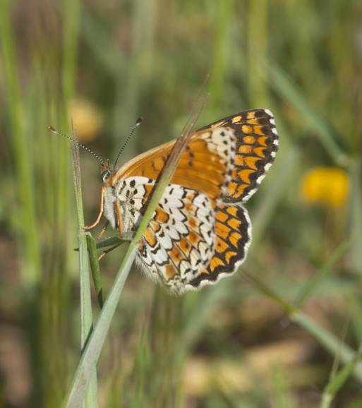 Melitaea cinxia?